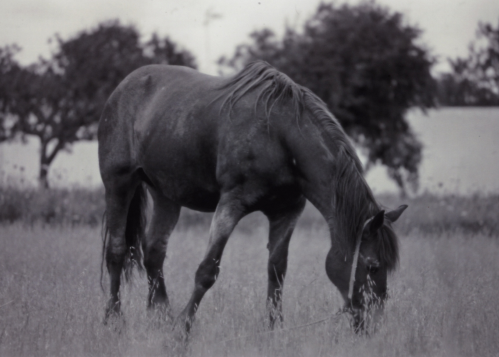 Horses; Renate Widmann